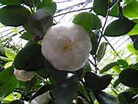 Camellia japonica cv Maria Morren (fam. Theacees) (4) (Photo F. Mrugala)